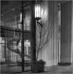 warszawskie drzewa kompaktowe...