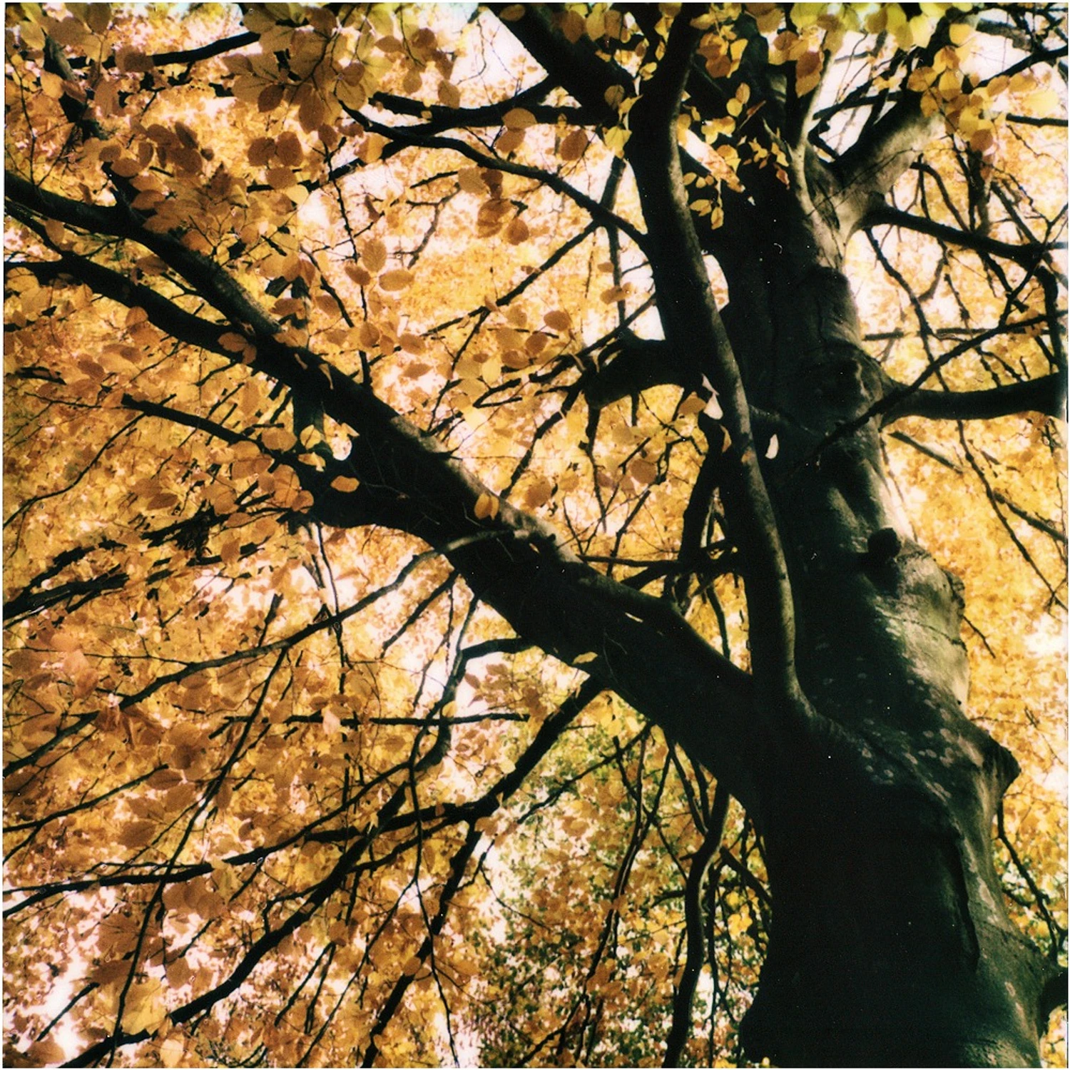 z cyklu: subiektywne spacery poszczecińskie...