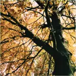 z cyklu: subiektywne spacery poszczecińskie...