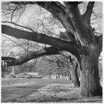 z cyklu: subiektywne spacery poszczecińskie