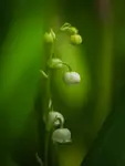 Wiosennie 