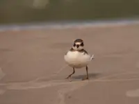 Wyginam śmiało ciało 
