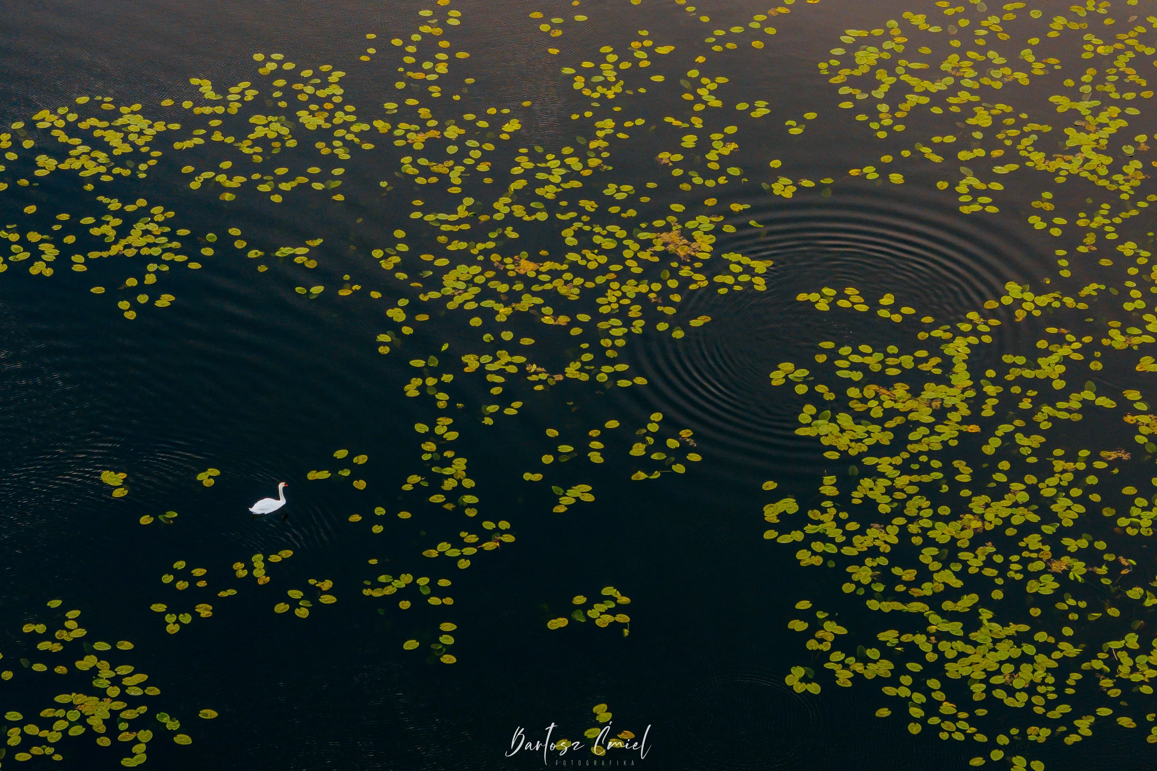 Łabędź wśród liści grążela żółtego