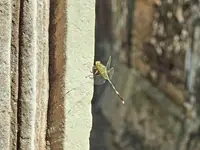 Nowe pokolenie na starych murach