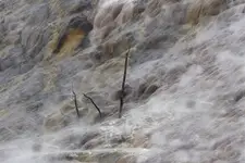 Mammoth Hot Springs 