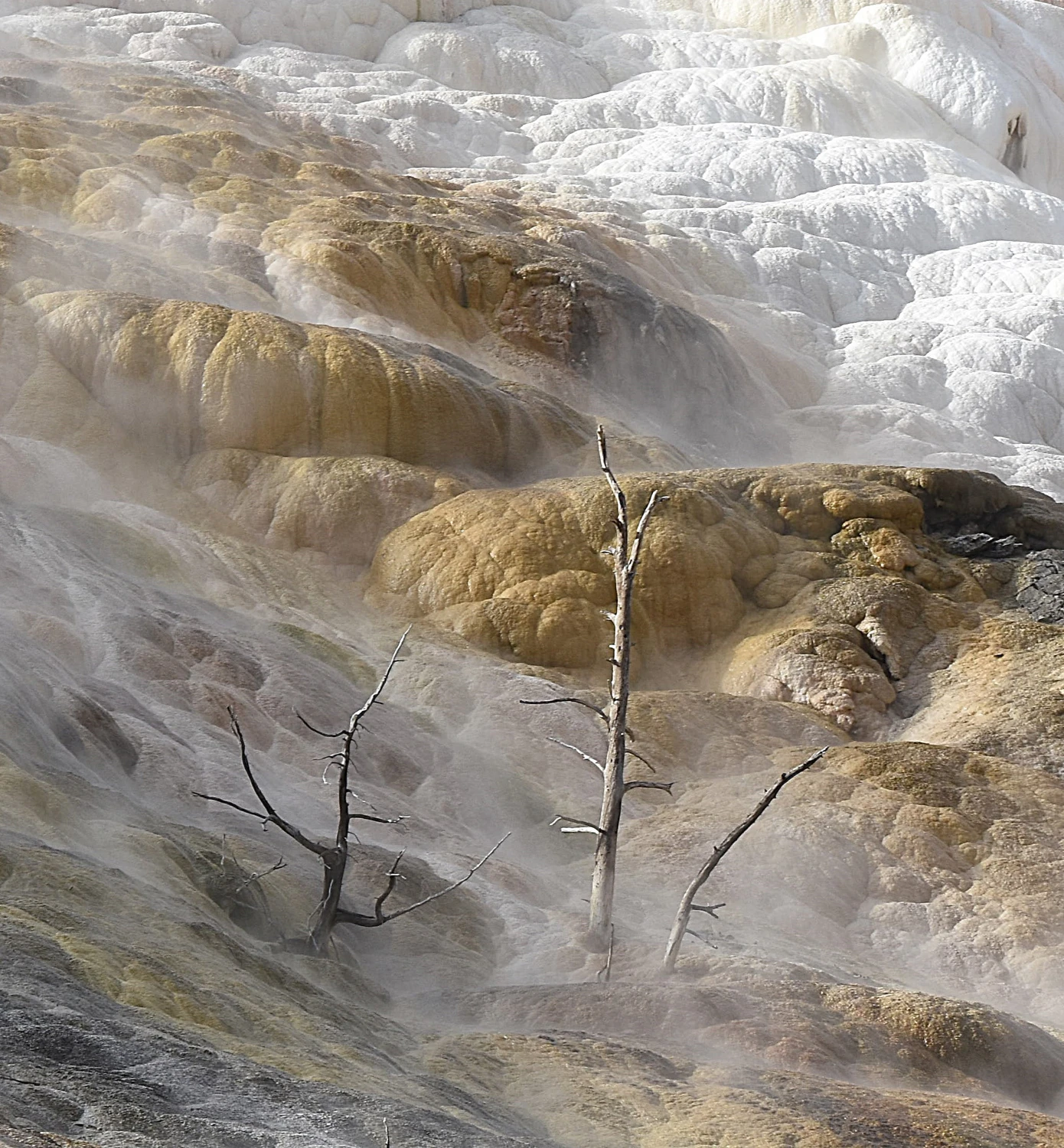 Mammoth Hot Springs 