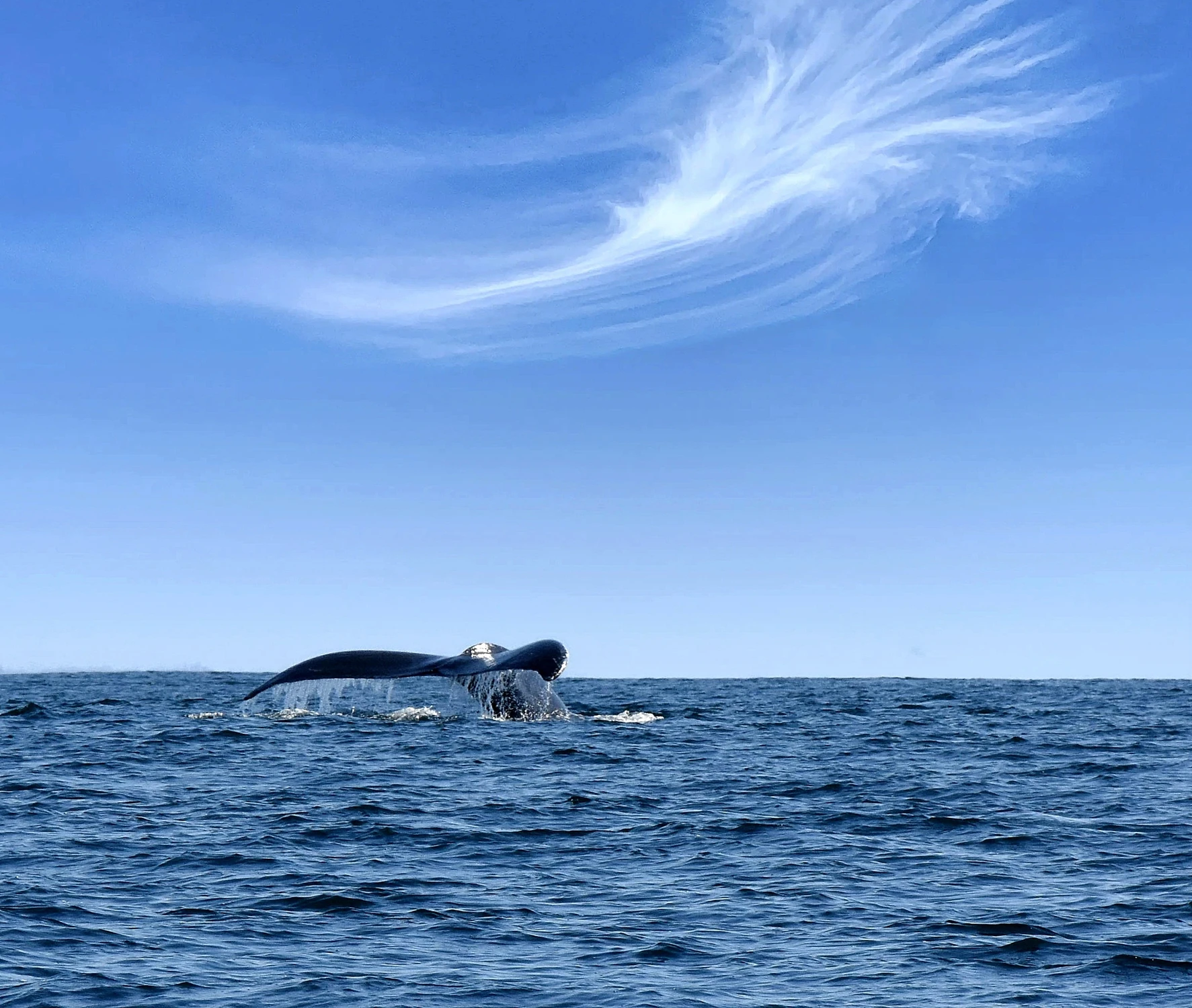 Fotograficzny połów 