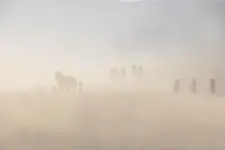 zawiani