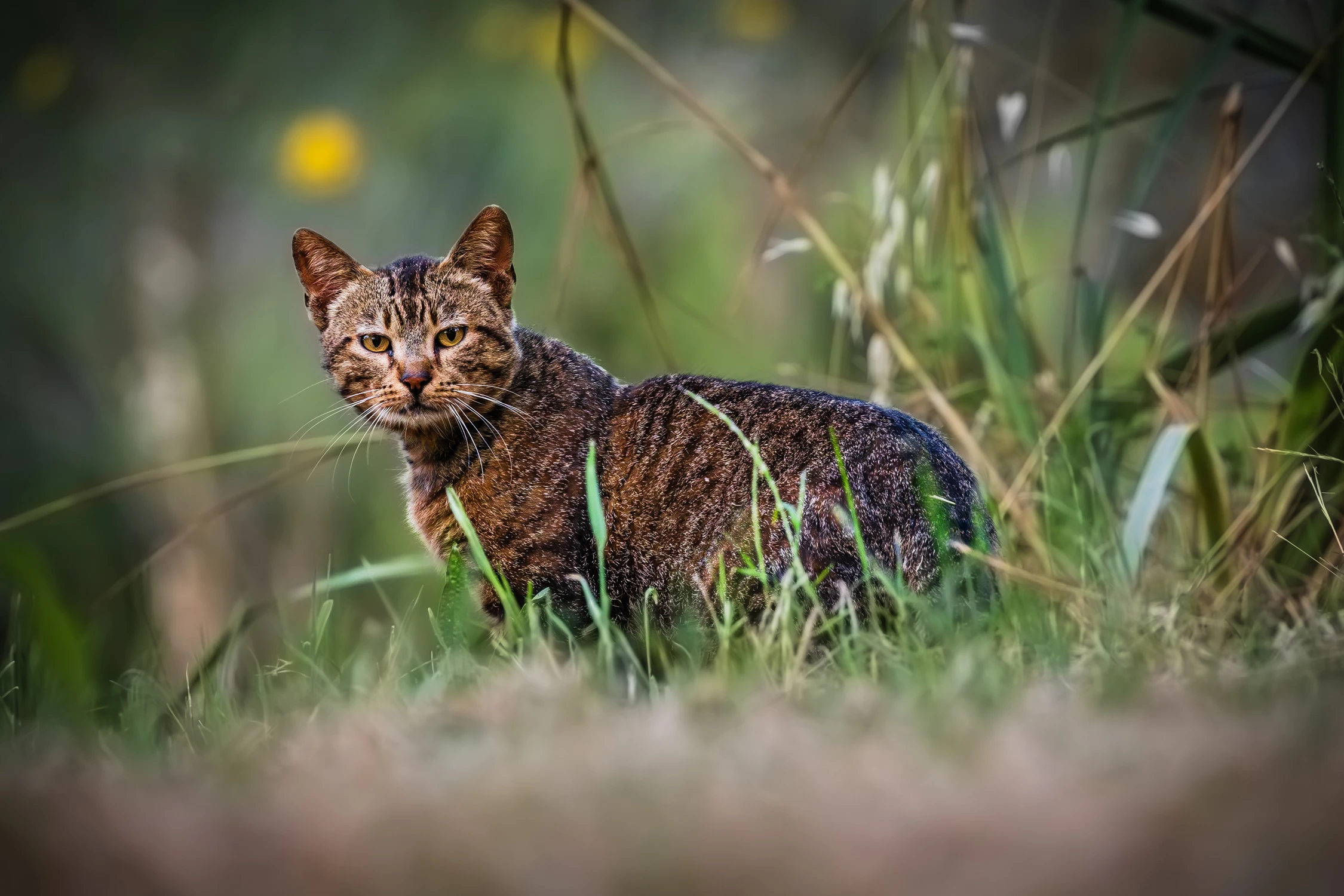 Koty lubią Księżyć, księżyć lubi koty