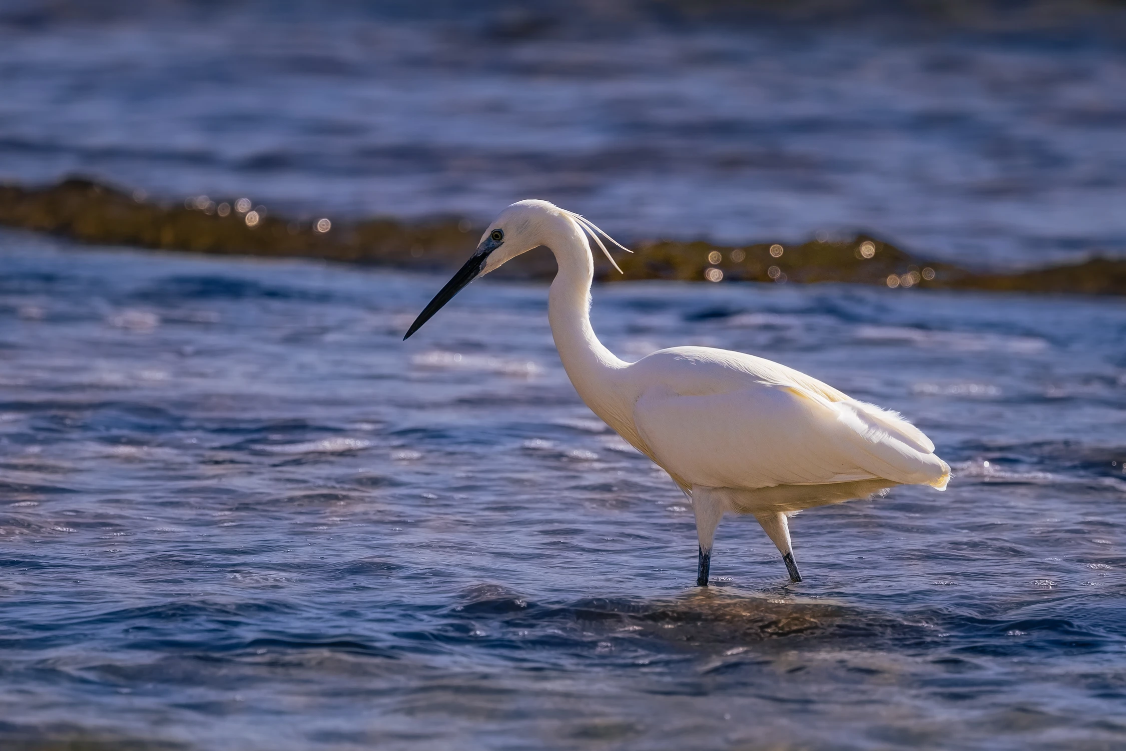 Brodzący