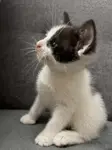 Feluś