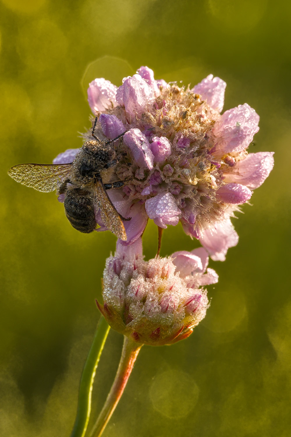 W KROPLACH PORANNEJ ROSY