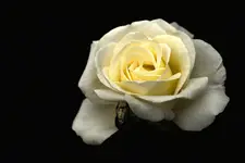 Róza