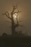 W OBJĘCIACH
